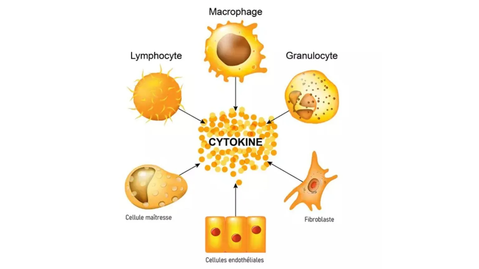 renforcer son système immunitaire rapidement